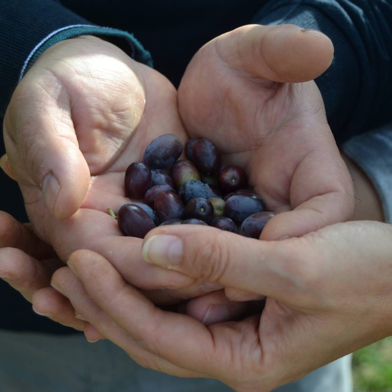 Verde Abruzzo - Olive