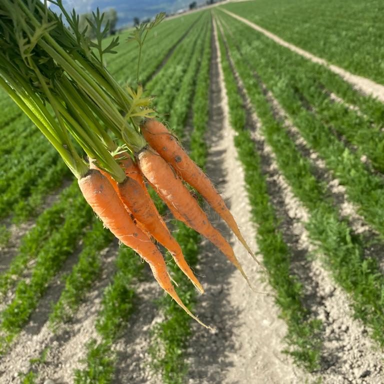 Opoa Marsia - carote